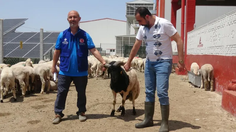 Cumhurbaşkanı Erdoğan'ın bağışladığı kurbanlık 2 koç, Konya'da kesildi