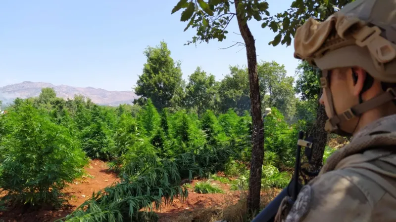 Diyarbakır'da 12 milyon 389 bin kök kenevir ve skunk ele geçirildi