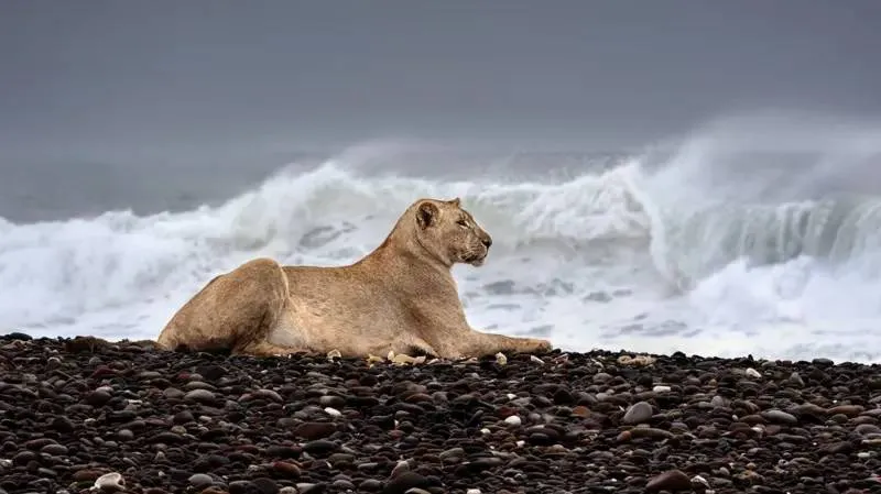 İklim değişikliğinin etkileri: Çöl aslanları denizde avlanmayı nasıl öğrendi?
