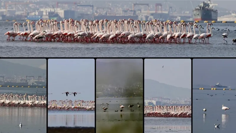 İzmit Körfezi'ndeki dip çamuru temizliği biyoçeşitliliği artırıyor