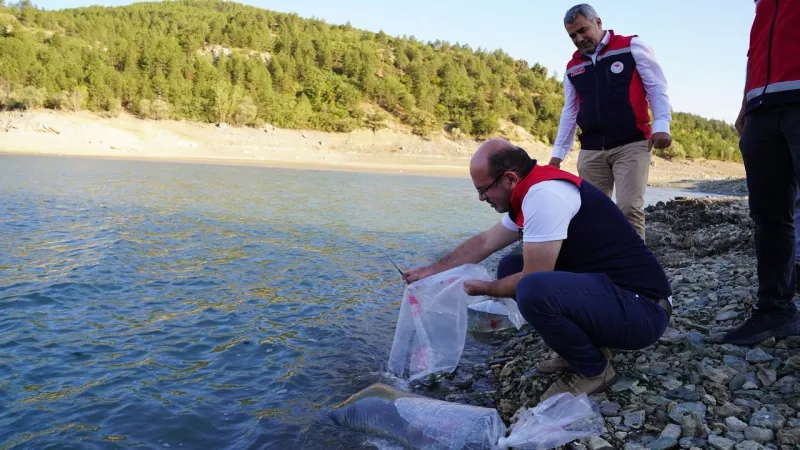 Kastamonu’da baraj ve göletlere 656 bin yavru sazan balığı bırakıldı