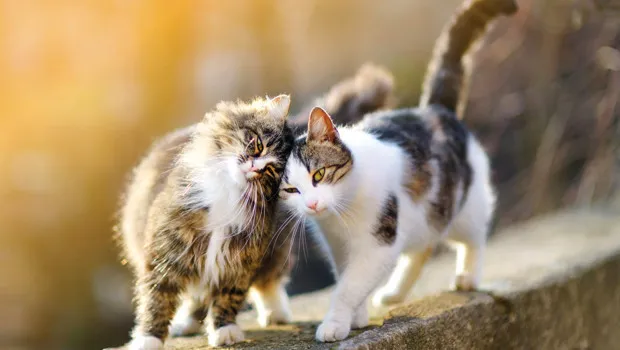 Kedi Nafakası Şoku! Boşanmada Kedi Velayeti ve Bakım Masrafı