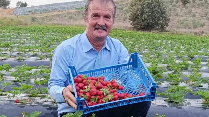 Köprübaşı Çileği Kasım'da Altın Gibi! Kilosu Kaç Para?