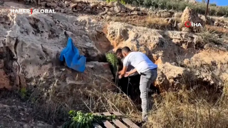 Mağaradan kenevir bitkisi çıktı