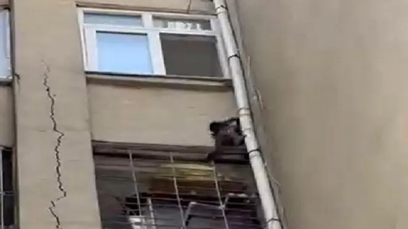 Tarsus'ta Maymun Paniği! Çatılarda Güvercin Avı!