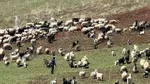 70 bin TL kazandırıyor ama kimse yapmak istemiyor!