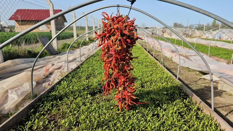Ciğer biberi üreticisi fideyi de kenti yetiştiriyor