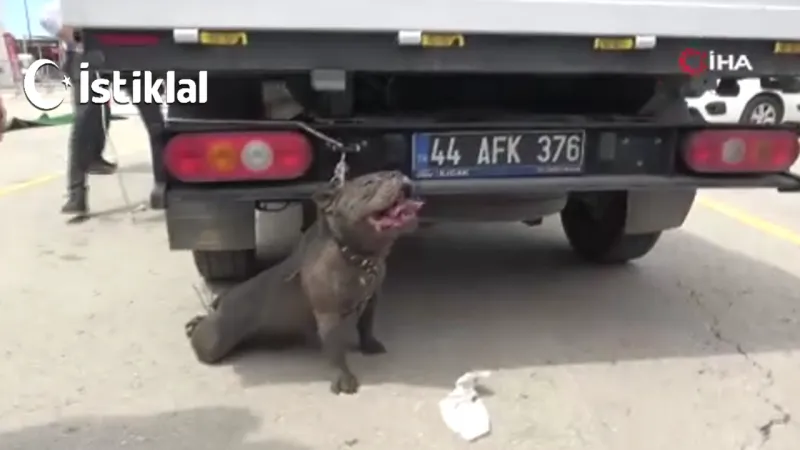 Malatya'da Pitbull Dehşeti! AVM Otoparkında Saldırı Anı