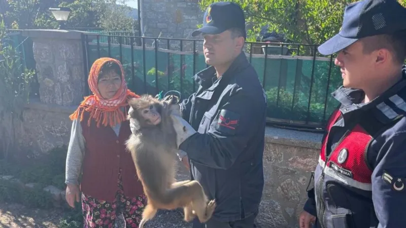 Muğla'da Maymun Paniği! Mahalleli Maymunu Kovaladı, Sonuç Şaşırtıcı!