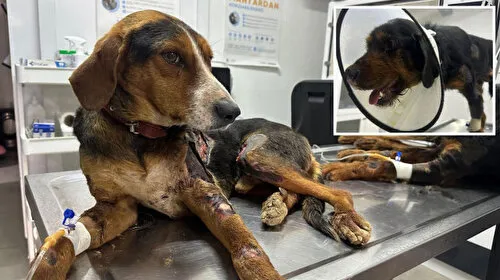 Zincirle değil vicdansızlıkla bağlıydılar: Araç arkasında sürüklenen köpekler tedaviye alındı