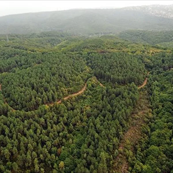 Kahramanmaraş'ta Ormanlara Giriş Yasaklandı! İşte Sebebi