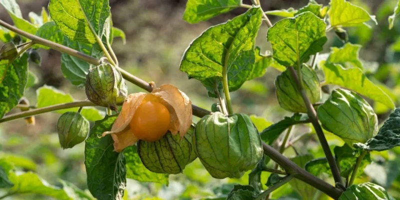 Tarlada yetişiyor, şehirde servet ediyor! kilosu dudak uçuklatıyor