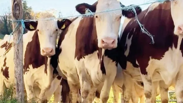 Trump Vergisi İsviçre İneklerini Vurdu! Süt Üretimi Tehlikede Mi?