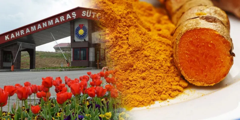 Zerdeçallı Torpil Mi? Üniversitede Kadro Şartı Skandalı!